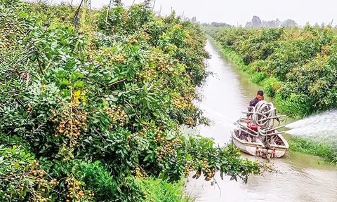 Cần Thơ nâng chất vùng cây ăn trái chất lượng cao hỗ trợ xuất khẩu thị trường lớn
