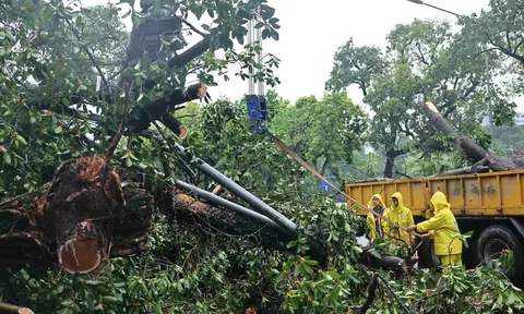 Trên 25 nghìn cây đổ và gãy cành do bão số 3, Hà Nội khẩn trương trồng thay thế trước 30/9