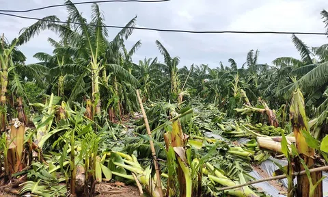 Ngành Nông nghiệp họp khẩn, triển khai ngay các giải pháp hỗ trợ khôi phục sản xuất sau bão số 3