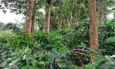 Rừng giảm thiểu biến đổi khí hậu, gìn giữ môi trường sống xanh