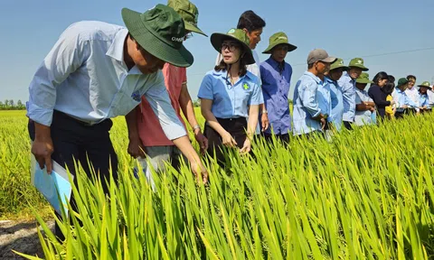 Trồng lúa phát thải thấp nông dân vừa tăng lợi nhuận vừa đổi mới tư duy sản xuất bền vững