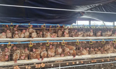 Thiệt hại nặng nề do bão lũ, ngành chăn nuôi nỗ lực hỗ trợ phục hồi đàn vật nuôi