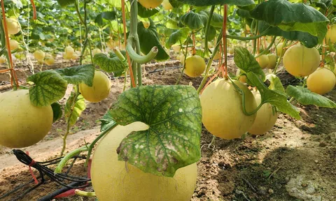 Biến vùng đất bỏ hoang thành vườn dưa lưới hữu cơ, dùng điện thoại tưới cây ăn quả