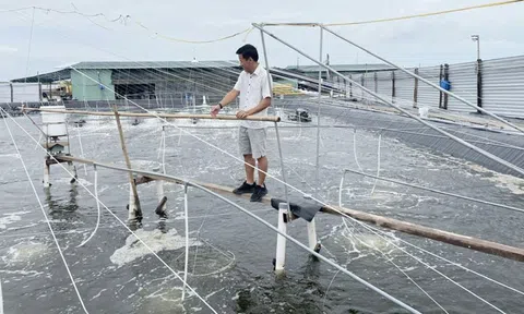 Mô hình nuôi tôm nước lợ ứng dụng công nghệ cao ngày càng khẳng định hiệu quả