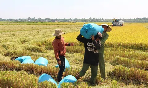 Thúc đẩy chuỗi giá trị sản xuất lúa phát triển theo hướng bền vững