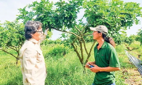 Mỗi năm cung cấp 200.000 tấn trái cây, bí quyết để Cần Thơ xuất khẩu vào các thị trường lớn