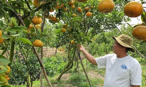 Trái cây vùng ĐBSCL cần đáp ứng yêu cầu khắt khe về tiêu chuẩn, chất lượng để rộng cửa xuất khẩu