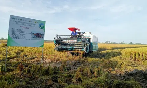 Trồng lúa trên cánh đồng lớn, Cần Thơ đẩy mạnh liên kết mở rộng thị trường xuất khẩu