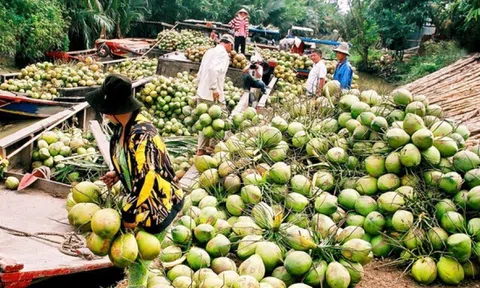 Xứ sở dừa Việt Nam gấp rút chuẩn bị các điều kiện cần thiết để xuất khẩu chính ngạch dừa tươi sang Trung Quốc