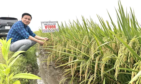 Việt Long đồng hành giúp nhà nông bội thu mùa vàng từ những giống lúa lai chất lượng cao