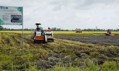 Trồng lúa phát thải thấp giúp tăng lợi nhuận và giảm gần 5 tấn/hecta phát thải khí nhà kính