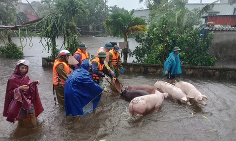 Ngành chăn nuôi bị thiệt hại trong bão lũ nhưng nguồn cung thực phẩm vẫn đảm bảo trong dịp Tết sắp tới