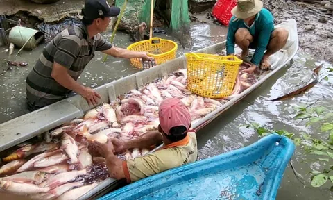Nuôi cá trên ruộng mùa nước nổi, chỉ bỏ công, nông dân thu nhập từ 12 - 15 triệu đồng/ha