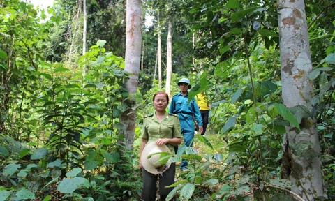 Xây dựng ngành lâm nghiệp trở thành một ngành kinh tế, kỹ thuật