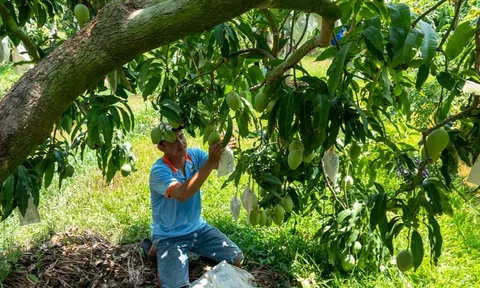 Có nhiều lợi thế, nhưng vì sao thu hút đầu tư nước ngoài vào Đồng bằng sông Cửu Long vẫn thấp nhất cả nước?