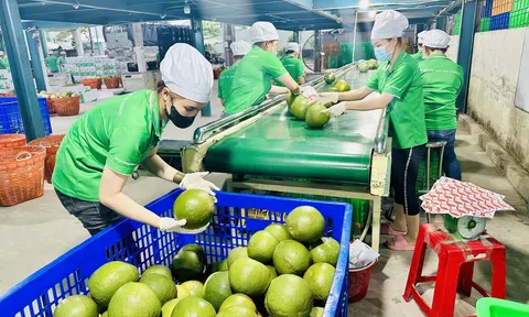 Việt Nam cần xây dựng chiến lược chuyển đổi xanh quốc gia mang tính tổng thể nhằm khai thác hiệu quả các nguồn lực