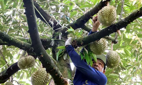 Lo ngại rủi ro, Bình Phước khuyến cáo không nên ồ ạt mở rộng diện tích sầu riêng và phá vỡ chuỗi cung ứng