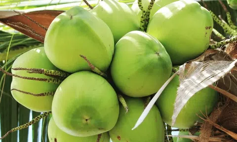 Dừa xiêm xanh và bưởi da xanh của tỉnh Bến Tre được Canada cấp văn bằng bảo hộ