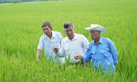 Sóc Trăng nhân rộng mô hình trồng lúa chất lượng cao, phát thải thấp gắn với tăng trưởng xanh