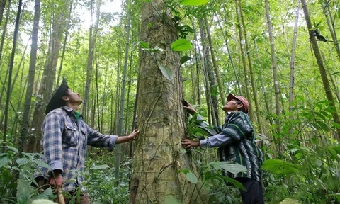 Carbon rừng - Tiềm năng tạo nguồn tài chính mới cho bảo vệ và phát triển rừng