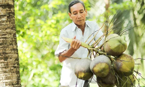 Bến Tre xuất khẩu 22 triệu trái dừa sang 100 quốc gia và vùng lãnh thổ