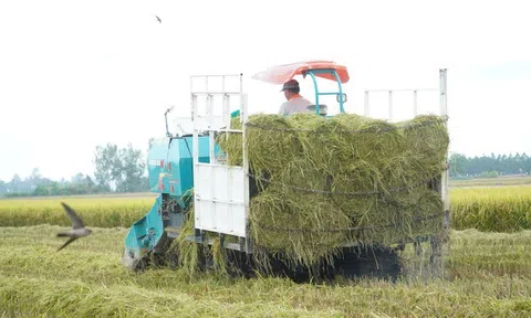 Tăng cường năng lực sản xuất lúa phát thải thấp và bền vững ở Đông Nam Á hướng đến nền nông nghiệp tăng trưởng xanh