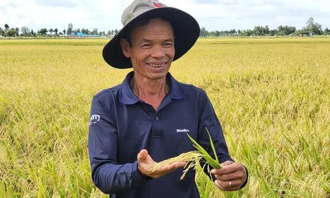 Canh tác lúa thông minh ướt- khô xen kẽ cho năng suất cao và bảo vệ sức khỏe cho người trồng lúa