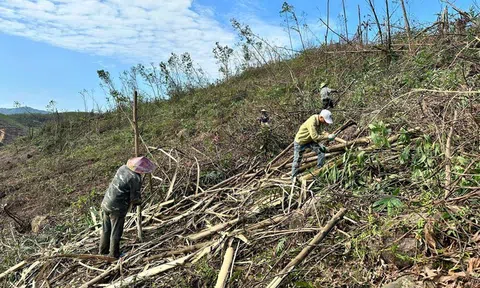 Phát động đợt cao điểm tận thu lâm sản, vệ sinh rừng, Quảng Ninh cấp bách phòng cháy chữa cháy rừng như chống bão