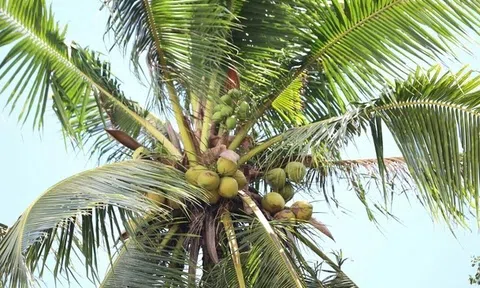 Trà Vinh mở rộng diện tích dừa hữu cơ và nâng cao chuỗi giá trị để đẩy mạnh xuất khẩu