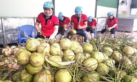 Trái dừa tươi Việt Nam trở thành hiện tượng xuất khẩu khi được nhiều thị trường chào đón