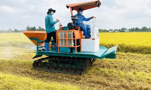 Phát triển bền vững giá trị lúa gạo cần đẩy mạnh chuỗi liên kết nông dân, hợp tác xã, doanh nghiệp và thương lái