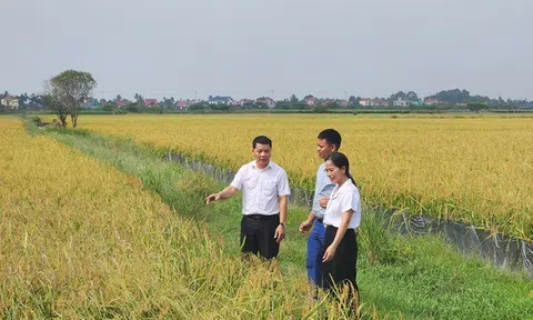 Liên kết đại điền khai mở con đường mới, tạo nên một cuộc cách mạng mới trên đồng ruộng