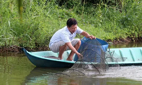 Kiên Giang đặt mục tiêu ổn định diện tích 117.340ha lúa-tôm an toàn sinh học