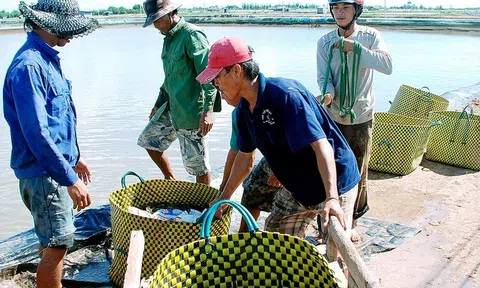 Giá tôm tăng cao khiến nông dân tiếc nuối vì trước đó đã treo ao hoặc thả nuôi cầm chừng