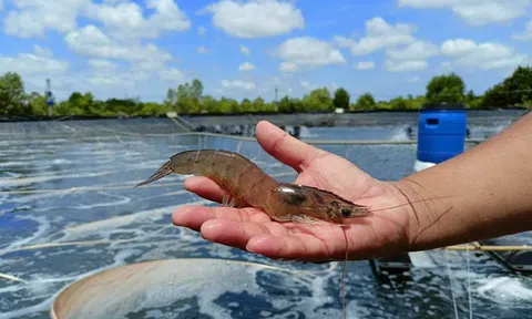 Tăng năng suất và sản lượng phải gắn liền với lợi nhuận của người nuôi tôm và doanh nghiệp