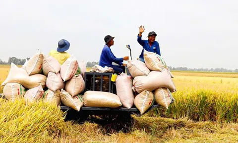 Xuất khẩu nông lâm ngư nghiệp lập 'kỳ tích', ngành nông nghiệp đang nỗ lực vượt kim ngạch 55 tỷ USD trong năm 2024