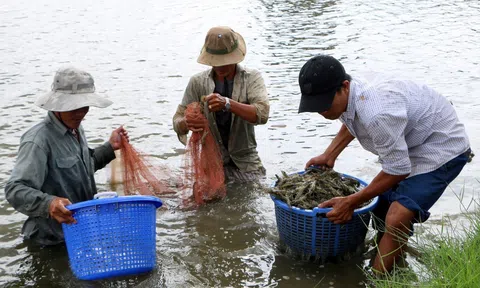 Giá tôm đã khởi sắc nhưng ngành tôm còn đối mặt với nhiều thách thức