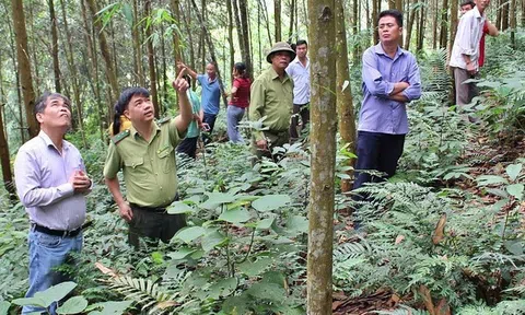 Cấp và quản lý mã số vùng trồng rừng nguyên liệu đáp ứng các yêu cầu truy xuất nguồn gốc gỗ