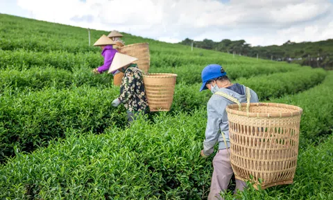 Định vị tiềm năng, lợi thế của cây chè từ chất lượng và gia tăng giá trị sản phẩm