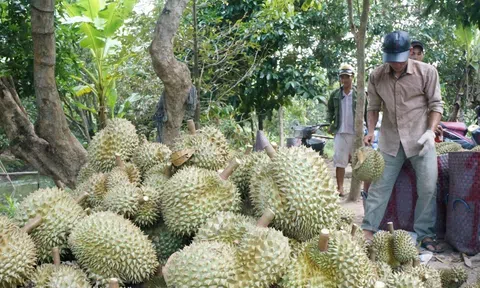 Nhà vườn Hậu Giang bội thu sầu riêng vụ nghịch, giá tăng vọt gấp đôi vụ thuận do khan hiếm