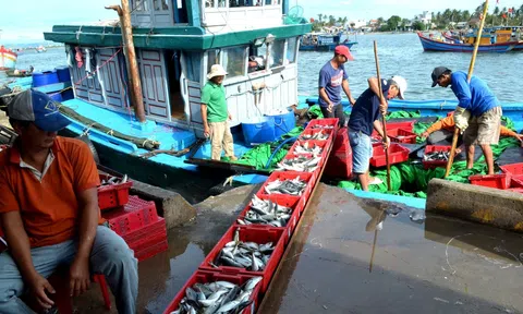 Thống nhất hành động với quyết tâm cao nhất để gỡ cảnh báo “Thẻ vàng” trong năm 2024