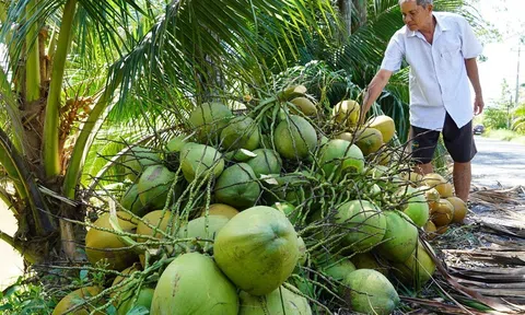 "Thủ phủ" dừa Bến Tre tiếp tục mở rộng vùng dừa hữu cơ sẵn sàng đáp ứng nhu cầu xuất khẩu