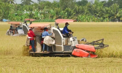 Tiền Giang đề xuất danh mục đầu tư hơn 481 tỷ đồng thúc đẩy đề án trồng lúa chuyên canh chất lượng cao