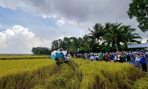 Đề án 1 triệu ha chuyên canh lúa chất lượng cao, phát thải thấp và lộ trình nhân rộng các mô hình thành công