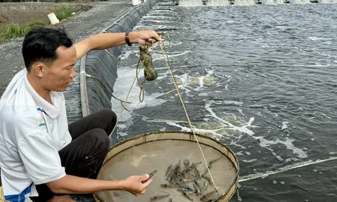 Ngành tôm cần sản xuất theo hướng an toàn sinh học, giảm phát thải nhằm chuyển đổi xanh bền vững