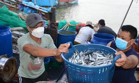 Hướng dẫn gỡ vướng trong cấp giấy xác nhận nguyên liệu, khai thác thủy sản góp phần gỡ thẻ vàng IUU