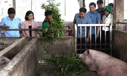 Cần khuyến khích và nhân rộng những trang trại chuyển đổi từ chăn nuôi thông thường sang chăn nuôi hữu cơ