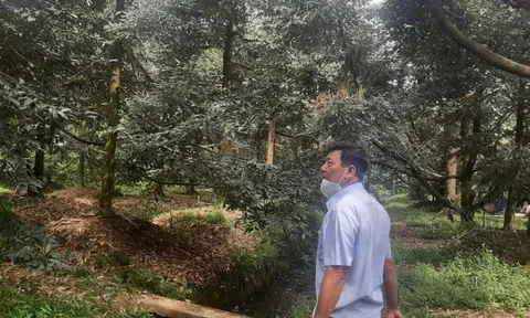 Nỗ lực bảo vệ vùng cây đặc sản sầu riêng trong bủa vây hạn mặn