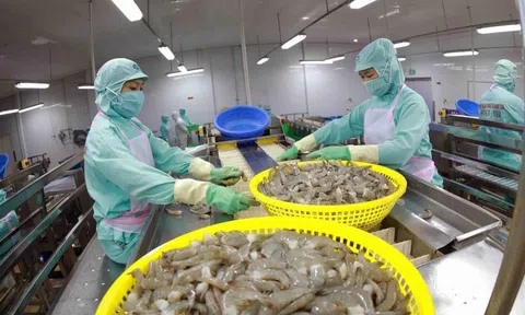 Kim ngạch xuất khẩu thủy sản 11 tháng đạt hơn 9 tỷ USD, ngành tôm giữ vai trò chủ đạo