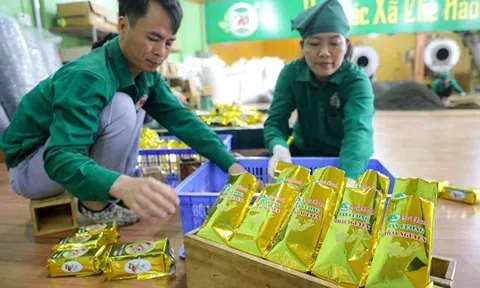 Tăng cường quản lý chỉ dẫn địa lý “Tân Cương”, khẳng định danh tiếng và chất lượng vùng chè Thái Nguyên